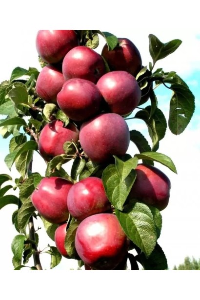 Яблуня колоновидна Вікторія плоди